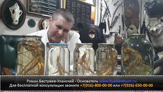 Женьшень с Дальнего Востока при депрессии, для очищения и омоложения организма