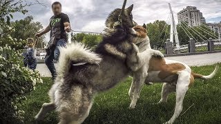 Не для слабонервных!!! Питбуль против хаски и маламута! Знакомство часть 2
