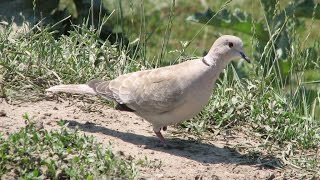 Дикие голуби - Кольчатые горлицы на нашей даче - Часть 1