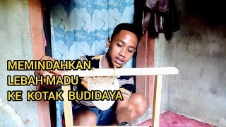 Cara mudah Memindahkan lebah madu