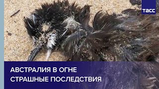 Австралия потеряла более 1 миллиарда животных