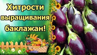 ВСЕГДА С УРОЖАЕМ БАКЛАЖАН!!! БАКЛАЖАНЫ ОТ ПОСЕВА НА РАССАДУ ДО УРОЖАЯ! ВАЖНЫЕ ПРАВИЛА УХОДА!