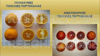 Orange tree cultivars_Ποικιλίες πορτοκαλιάς