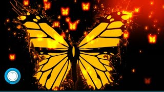 Awesome Avee Player Template | Butterfly Template | Audio Spectrum Visuvalizer Green Screen