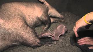Een jong bij de aardvarkens | Burgers' Zoo Natuurlijk | Arnhem