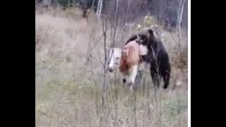 Медведь убивает корову. Часть 1. Республика Алтай. 18+ / Bear kills a cow (Russia) Горный Алтай