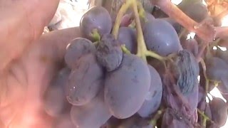 Сорт винограда Александрина - сезон 2015