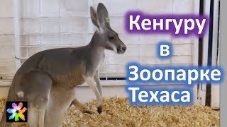 ? Детёныш кенгуру в сумке у мамы. Контактный зоопарк. Ярмарка штата Техас. Даллас