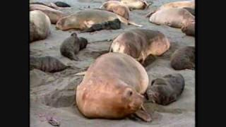 Out in Nature: Homosexual Behavior in the Animal Kingdom (1 of 6)