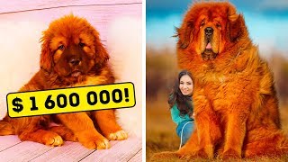 値段の高い犬種２０