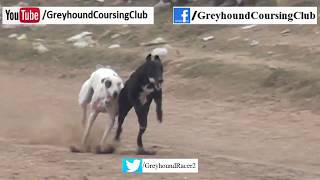 greyhound racing 2018 | Track race 10-11-12 February 2018 #7