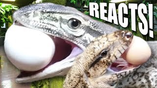 INSANE!! GIANT LIZARDS REACT TO EATING EGGS FOR THE FIRST TIME AT THE REPTILE ZOO!! | BRIAN BARCZYK