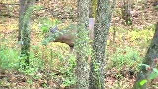 Rattling them whitetail bucks close! Within Arms reach on the ground with no blind!!!