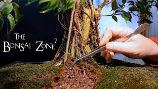 Aerial Root Fusion Ficus Bonsai Update, The Bonsai Zone, Jan 2020