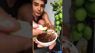 Chumnan maunghong ngerujak mangga muda