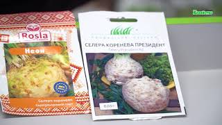 Как выбрать семена сельдерея для рассады? Обзор сортов сельдерея