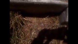Алтайский край моё хозяйство часть 2