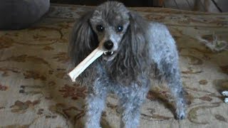 No One Is Taking My Chew Stick
