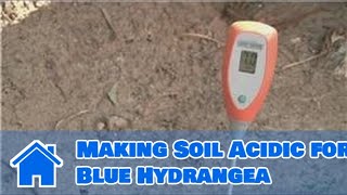 Using Soil : Making Soil Acidic for Blue Hydrangea