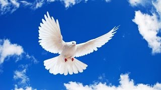 Разведение голубей. Как разводить голубей?
