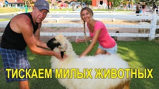 РОДИТЕЛИ В ВОСТОРГЕ ТИСКАЮТ ЗВЕРЬКОВ НА ОВЕЧЬЕЙ ФЕРМЕ | ПАТТАЙЯ, ТАЙЛАНД ☼