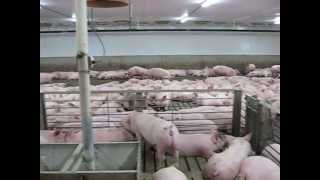 Pro-Sort large pen auto sort for hogs