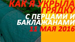 Как я укрыла грядку с перцами и баклажанами 11 мая 2016. Выращивание в открытом грунте.