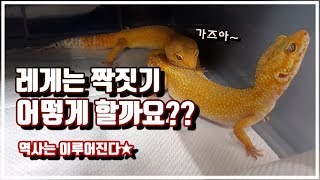 레오파드게코 번식 1단계 "짝짓기" [정브르]/Leopard gecko mating!