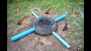 Easy Deep Hole Quail & Bird Trap Using PVC And Car Tire - Awesome Quail Trap By Car Tire And PVC