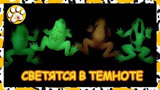 ЛЯГУШКИ деагостиниI СВЕТЯТСЯ в ТЕМНОТЕ и МЕНЯЮТ ЦВЕТ