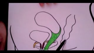 潮吹的原理 | Sally's Toy