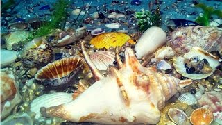 DIY Панно на стену декор стен своими руками из ракушек в морском стиле