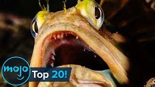 Top 10 Most Terrifying Real-Life Fish Ever