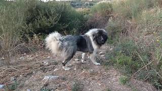 Attila 14 μηνών  ποιμενικός Καυκάσου