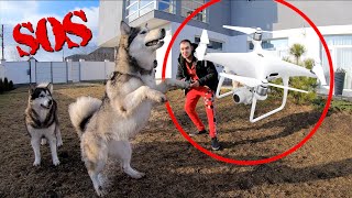 Неадекватная реакция собак на квадрокоптер / первое падение дрона dji mavic mini