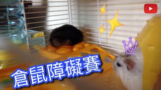 特大型倉鼠障礙賽1