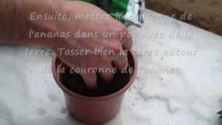 Comment faire pousser un ananas