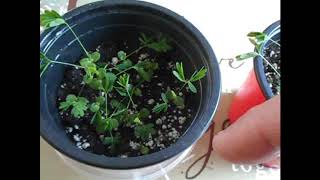 ΦJedi Way OrmusΦ Used On Energy/Touch Sensitive Plants "Experiment #1