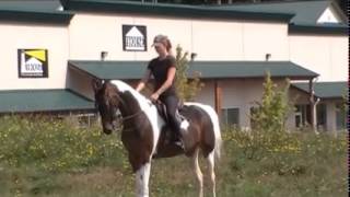 2007 16.1hh Bay and White Pinto Saddlebred Mare