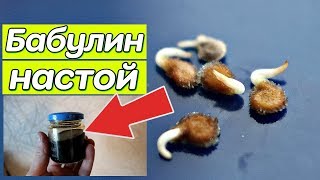 Бабуля всегда замачивала семена в этом растворе и собирала тонны урожая!