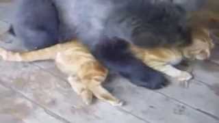 Очень смешное видео Приколы 69