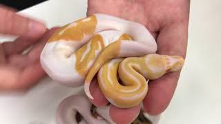 2018 Ball Pythons #12  Orange Dream Yellowbelly Pieds!