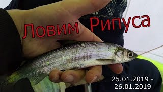 Ловля Рипуса 25.01.2019