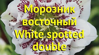 Морозник восточный Вайт Споттед дабл. Краткий обзор helleborus orientalis White spotted double