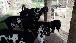 Lalpuri goats farm!! Beetail goat farm!! Ful busniss brèeding in pakistan!! For sale eid qurban 2019