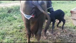 Watch buffalo For Sale At Home Bhera City Distt Sargodha 02/08/2019