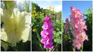 ГЛАДИОЛУСЫ. Осенняя выкопка и хранение клубнелуковиц // How To Store Gladiolus For The Winter