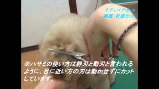トイプードルテディベアカット５ステップお手入れ法ダイジェストＡ