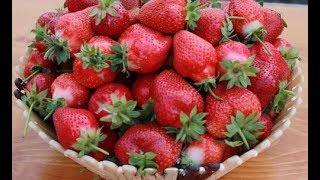 ЧИВ 64  -  очень сладкий сорт с итальянскими корнями ...