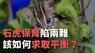 石虎保育漸有成卻陷兩難 該如何求取平衡？│楊仁翔×陳林幸虹《專題採訪》